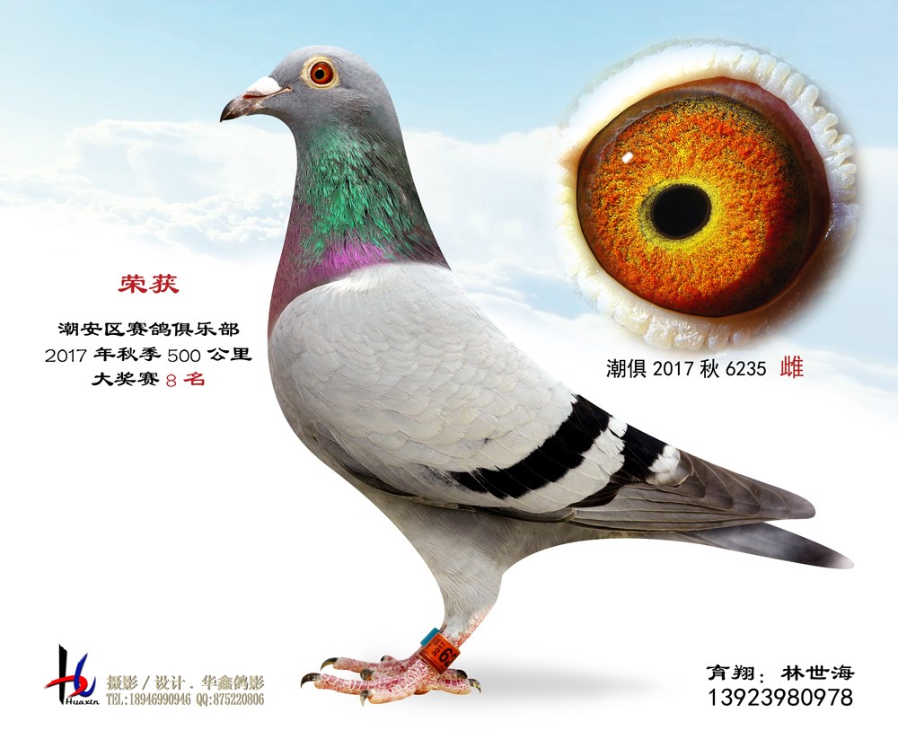 打公棚赛的种鸽现在进入调整期