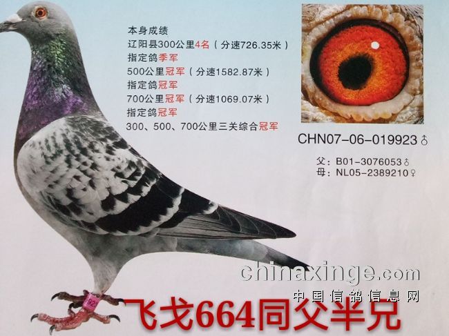 体型配作育赛鸽的探讨