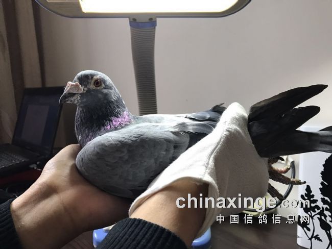 好鸽一对 一生珍贵