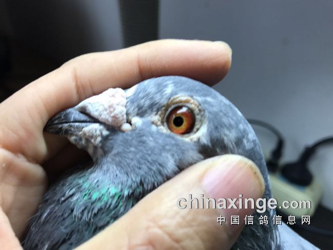 网拍引种 这事儿挺好玩儿