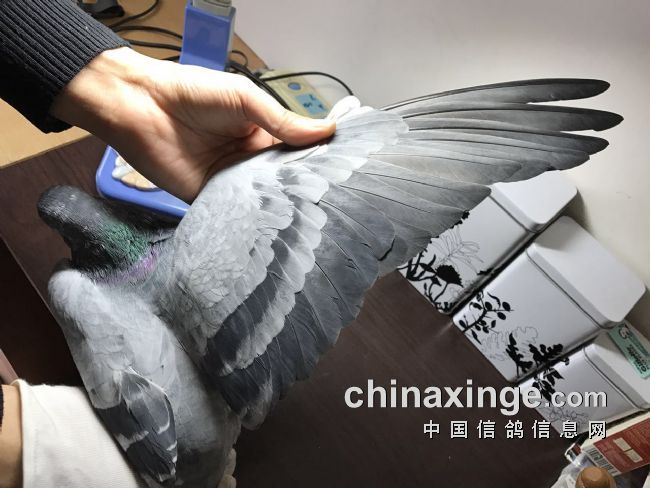 贵州鸽友要有适应性育种理念
