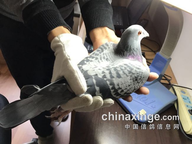 重组两个配对 昔日丑鸽变种雄