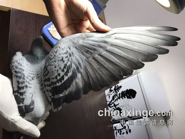 育种辨析：快速稳定才是目标