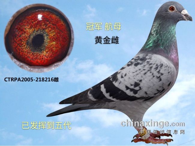 羽色在育种中的地位